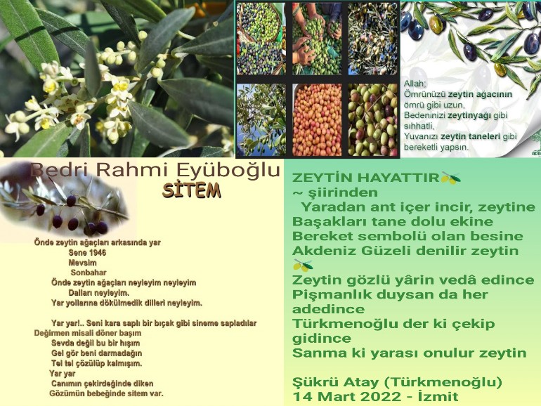 ZEYTİN HAYATTIR