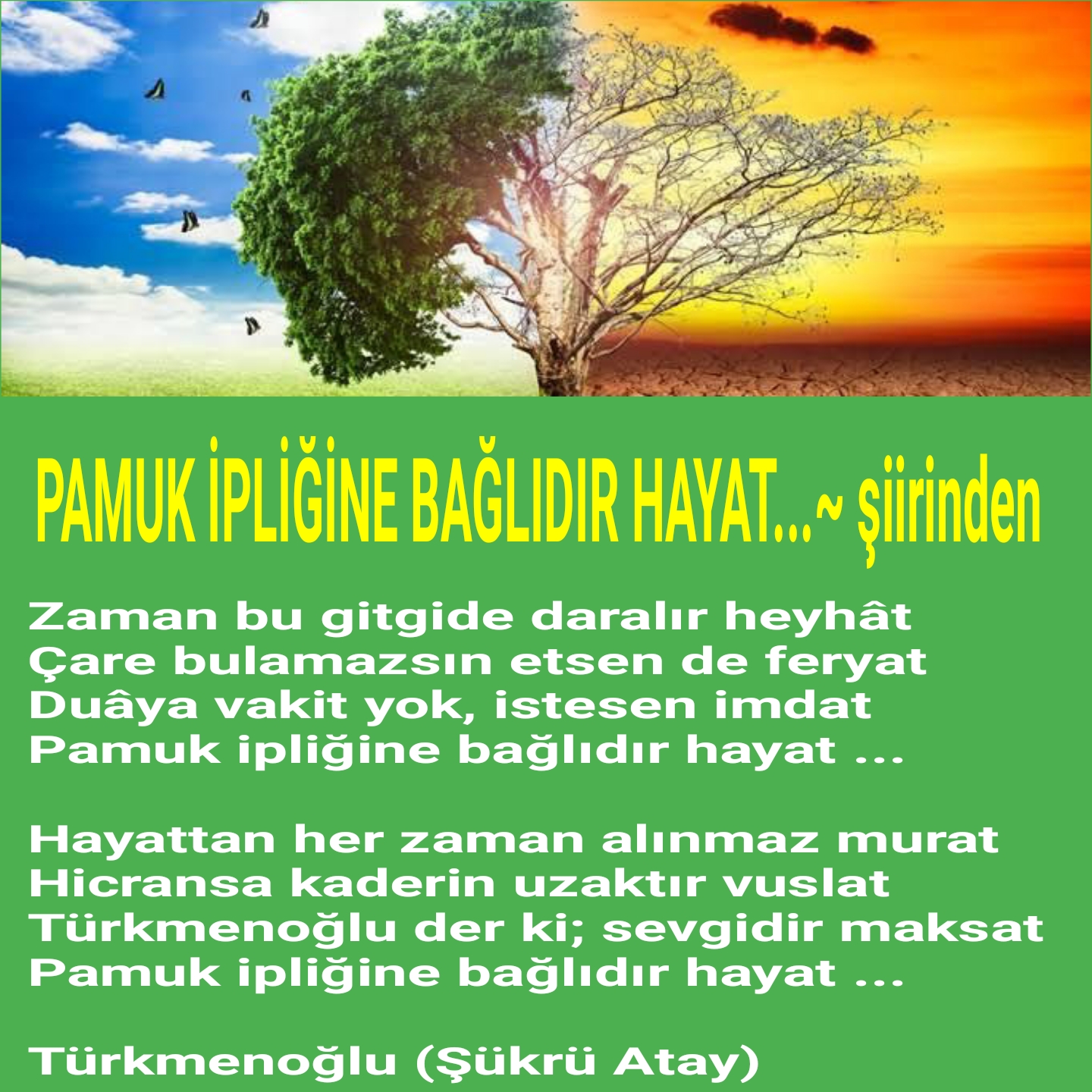 PAMUK İPLİĞİNE BAĞLIDIR HAYAT...