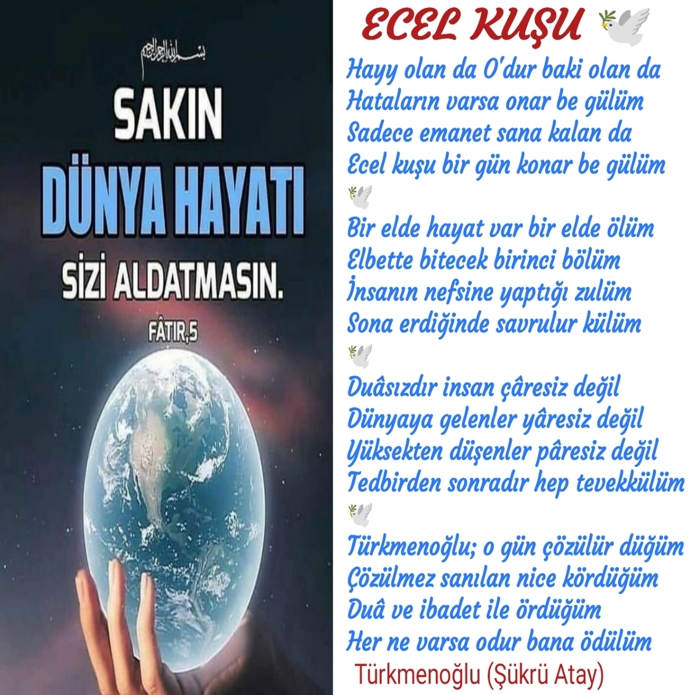 ECEL KUŞU