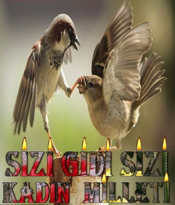SİZİ GİDİ SİZİ KADIN MİLLETİ