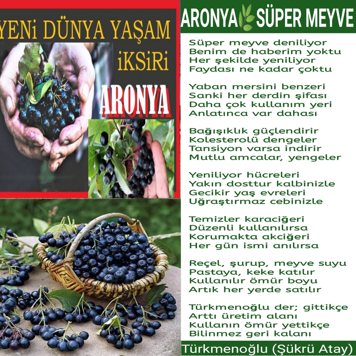 ARONYA SÜPER MEYVE