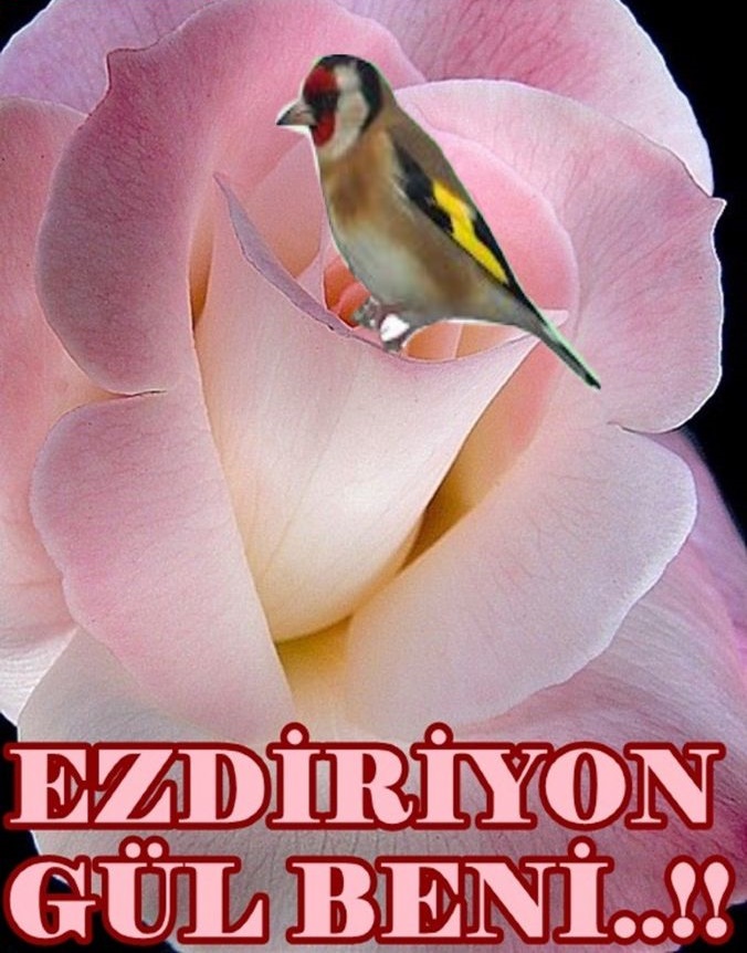 EZDİRİYON GÜL BENİ